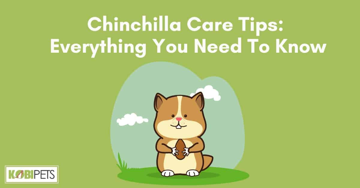 Chinchilla Care Tips: Everything You Need To Know