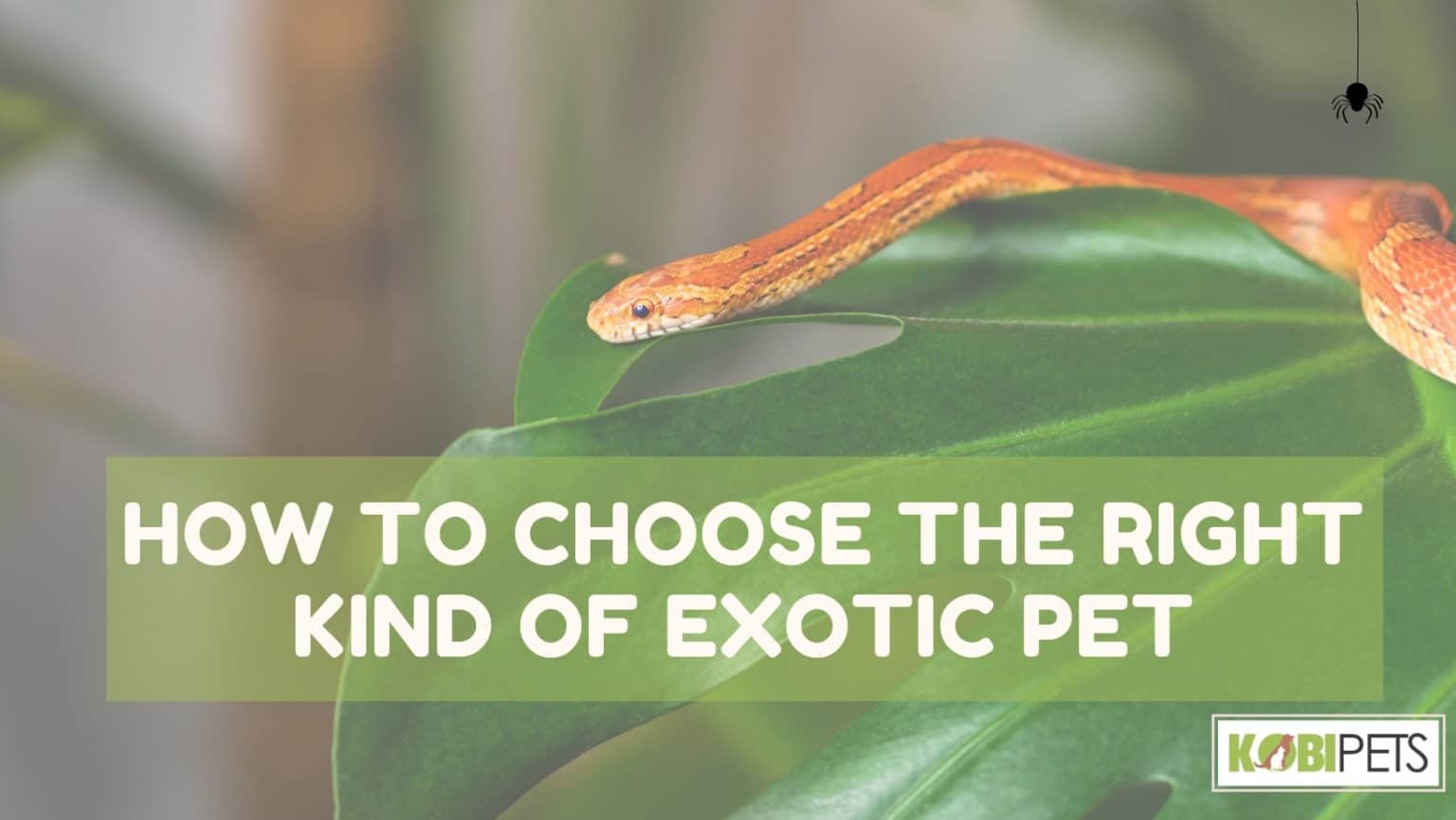 How to Choose the Right Kind of Exotic Pet