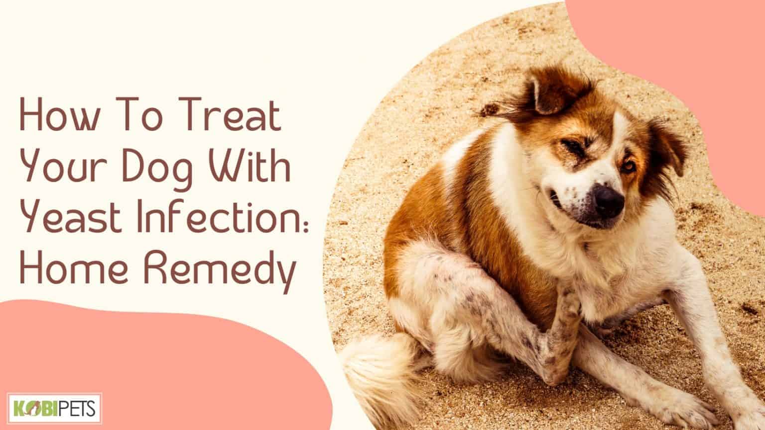How To Treat Your Dog With Yeast Infection: Home Remedy