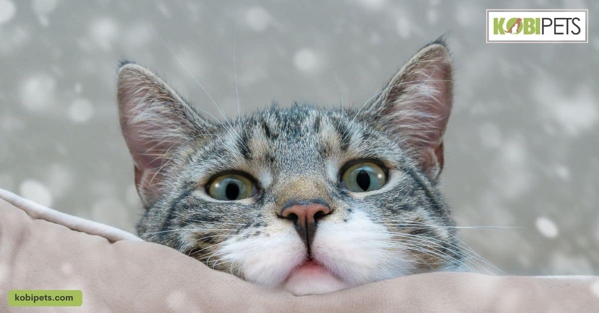 The Costs of Owning A Cat