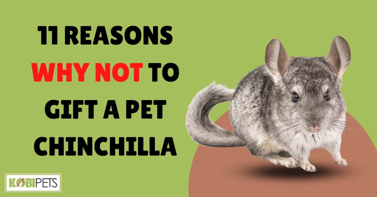 11 Reasons Why NOT to Gift a Pet Chinchilla