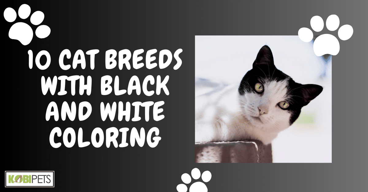 10 Cat Breeds With Black and White Coloring