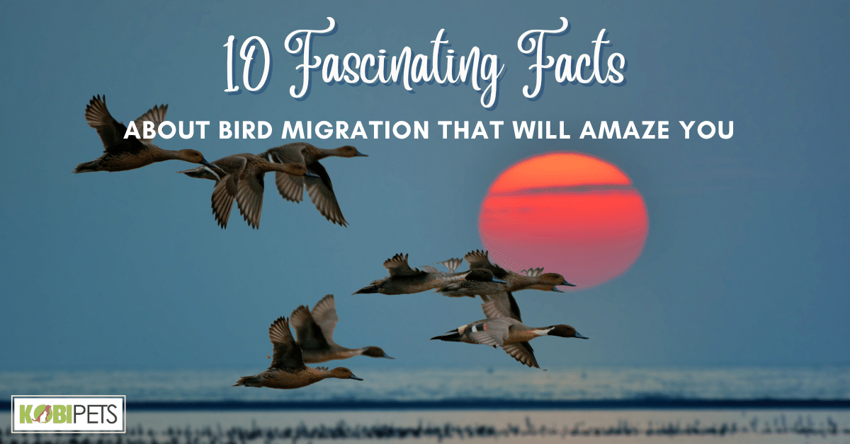 10 Fascinating Facts About Bird Migration That Will Amaze You