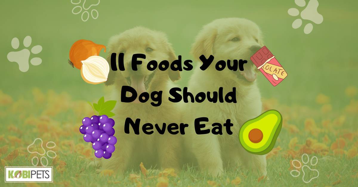 11 Foods Your Dog Should Never Eat
