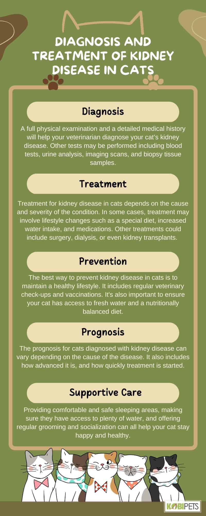 Diagnosis and Treatment of Kidney Disease in Cats