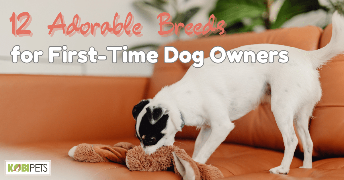 12 Adorable Breeds for First-Time Dog Owners
