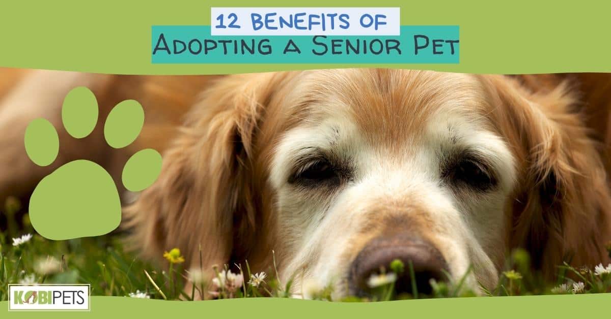 12 Benefits of Adopting a Senior Pet