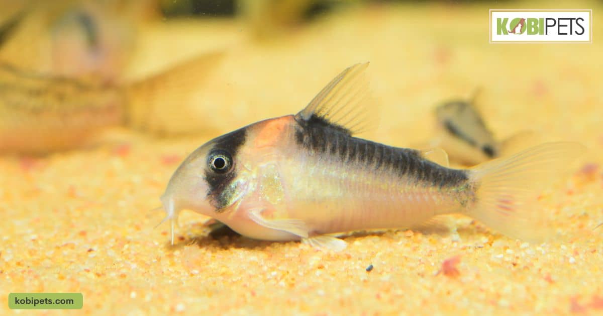 Corydoras Catfish 