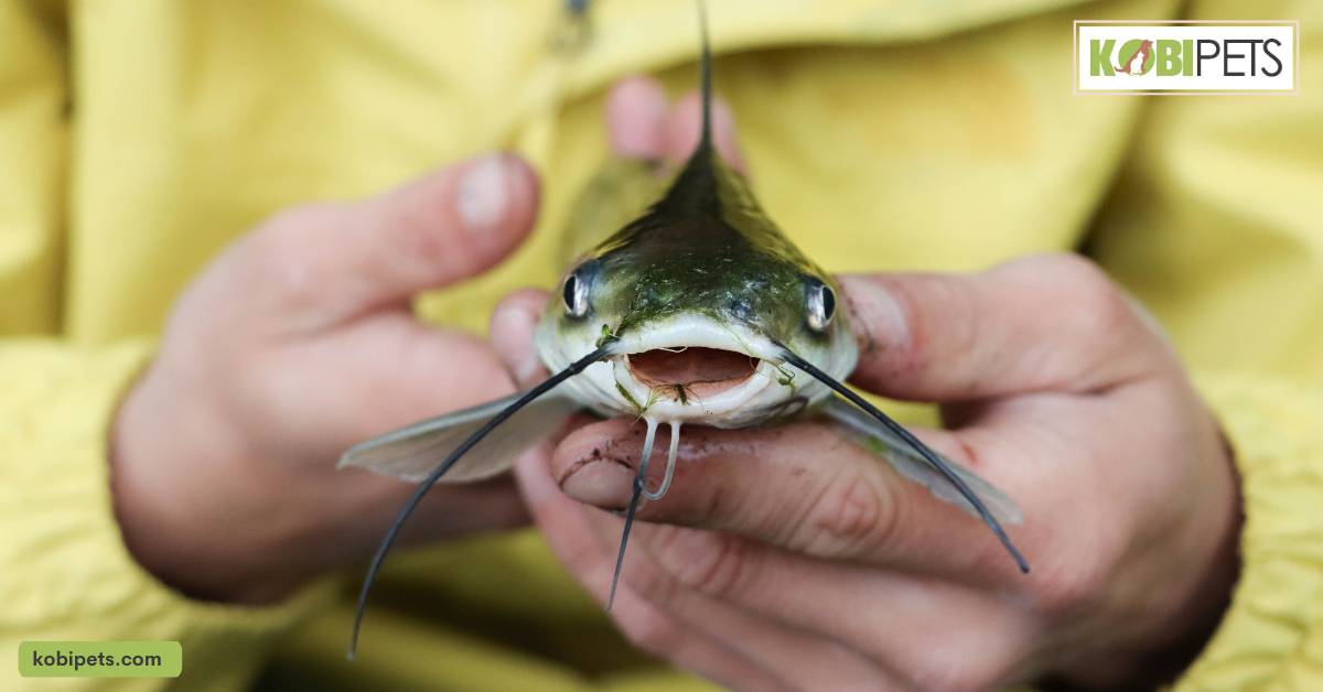 Handling catfish