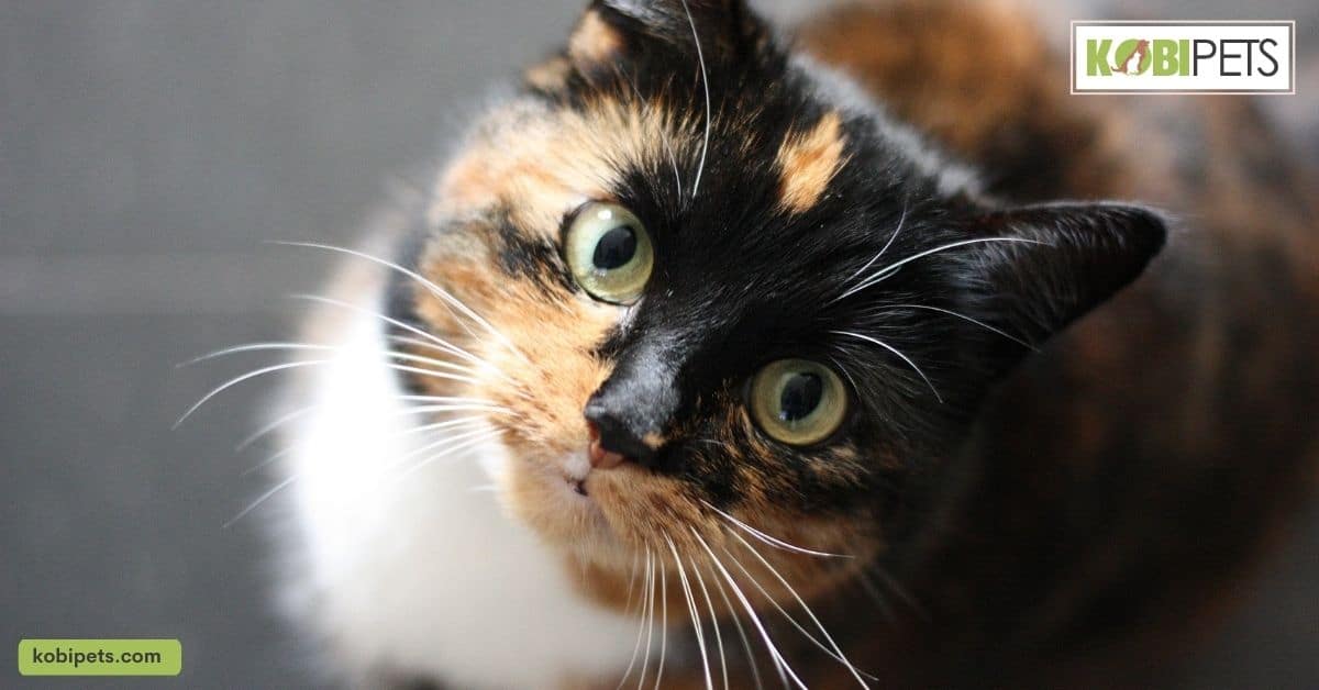 The Costs of Owning A Cat