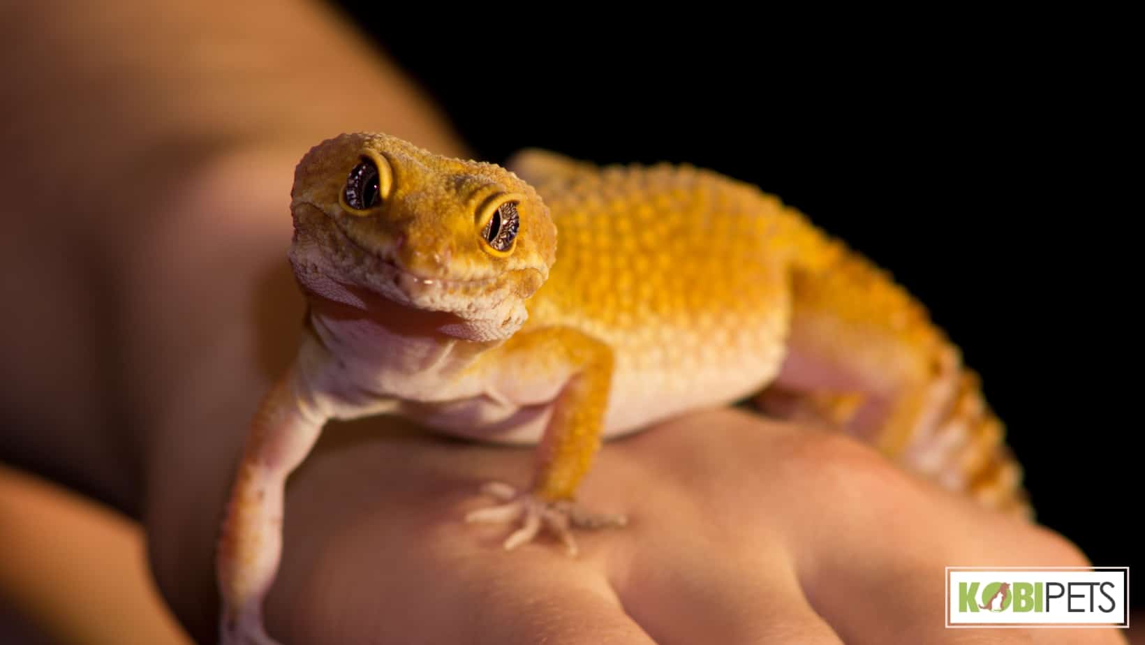 Leopard gecko as an exotic pet