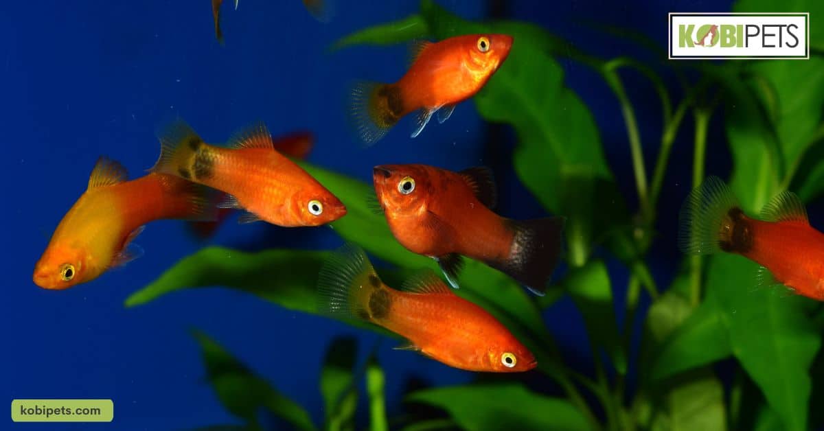 Platies