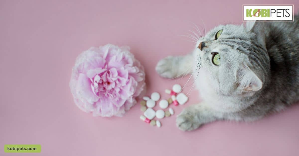 Medications and Treatments for Cat Allergies