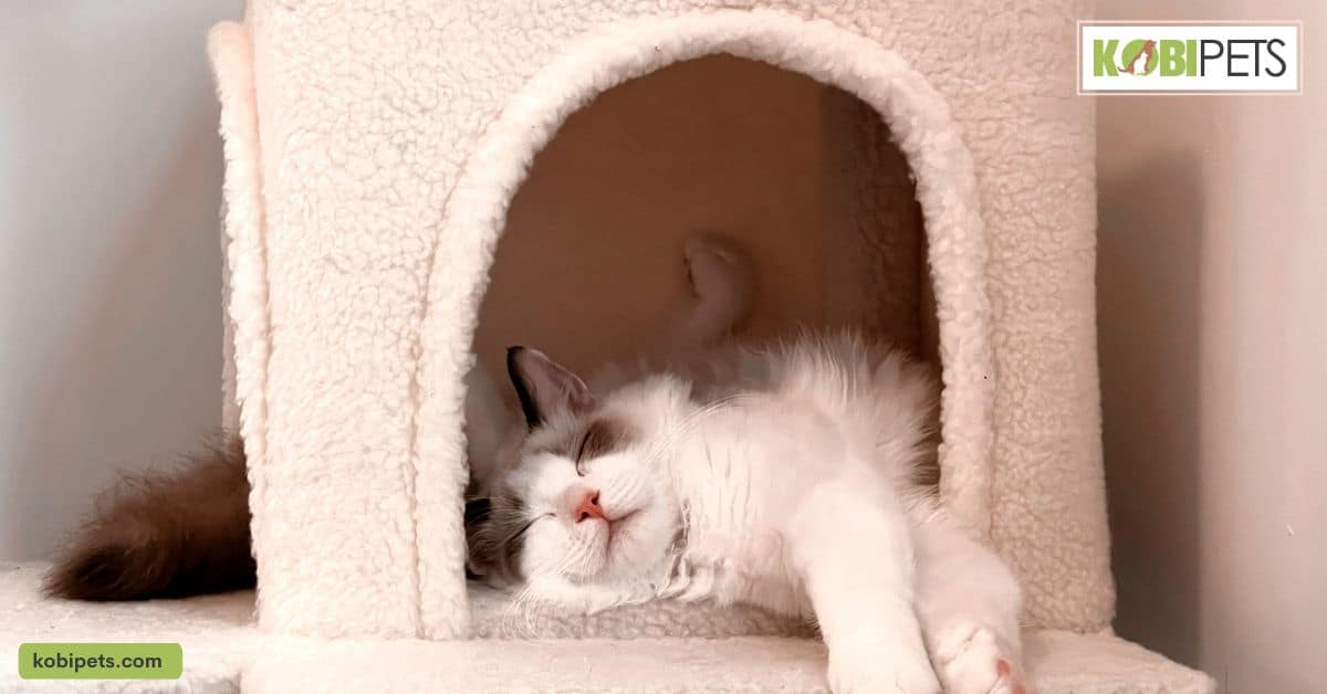 Preparing Your Home for a Pet