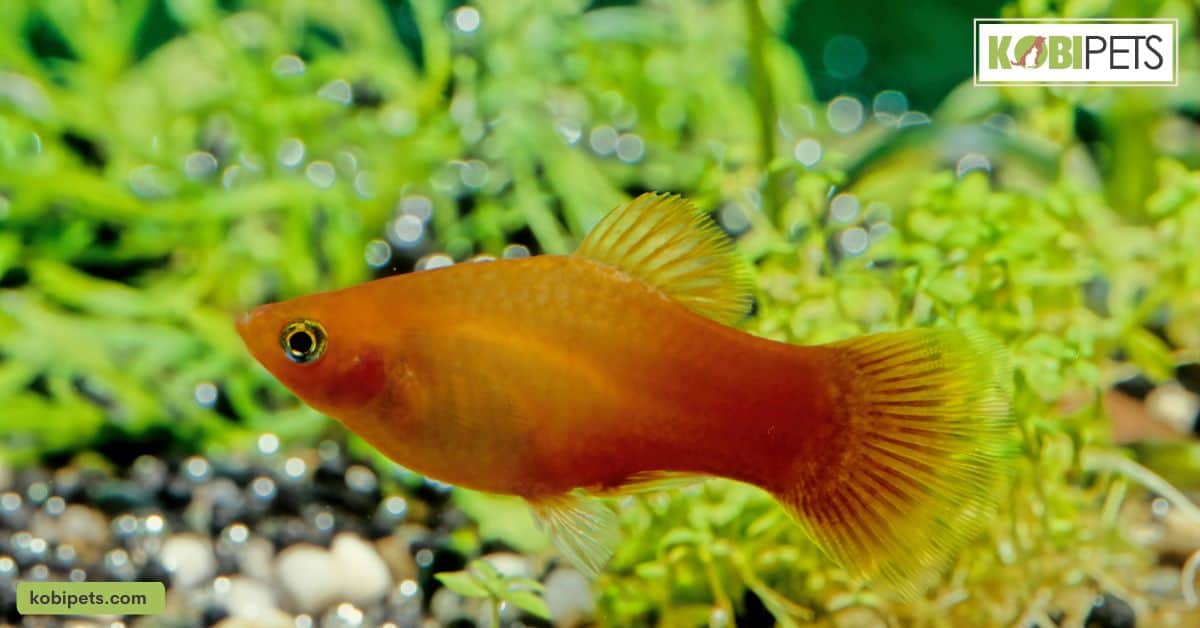 Platyfish