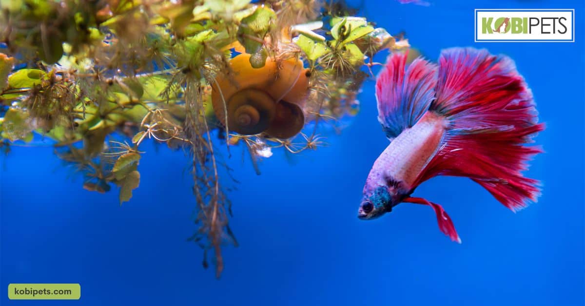 Betta (Siamese Fighting) Fish