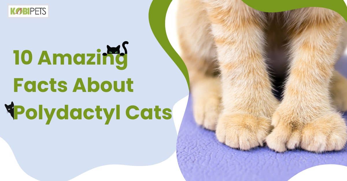 10 Amazing Facts About Polydactyl Cats