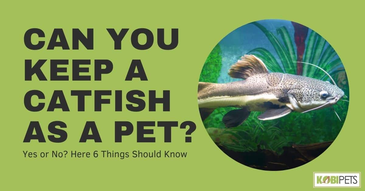 Can You Keep a Catfish as a Pet?