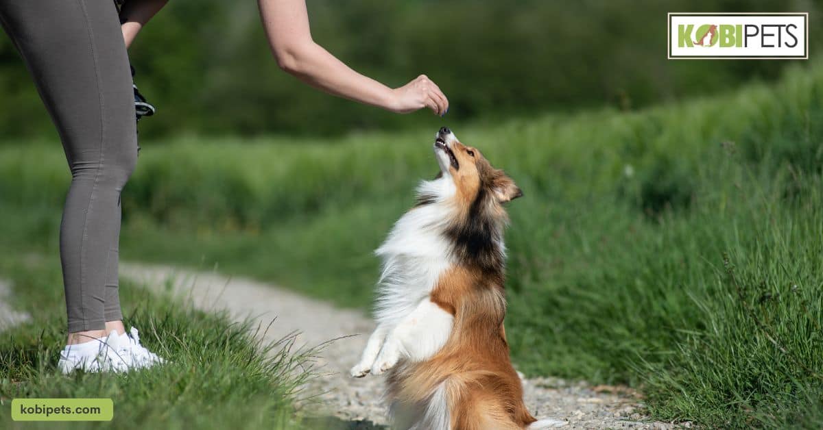 Dog Supplies You’ll Need