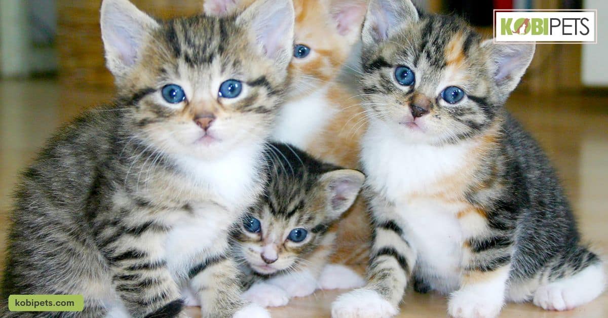 Socializing Your Cat