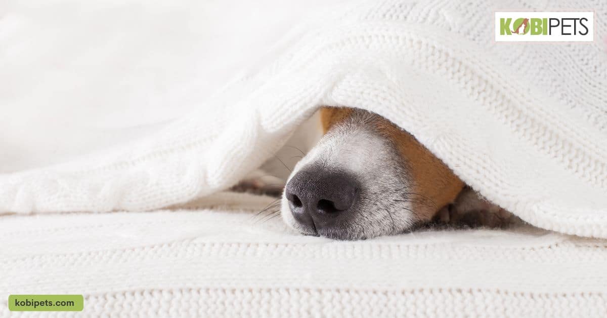 How to Know When It’s Time to Put Your Dog Down