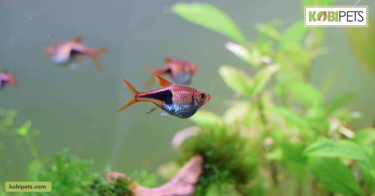 Rasboras