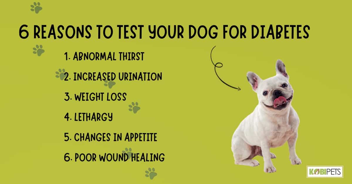 6 Reasons to Test Your Dog for Diabetes