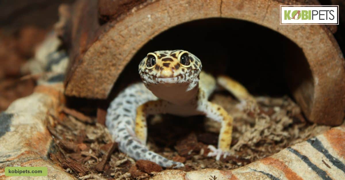 Tips For Choosing a Leopard Gecko Substrate