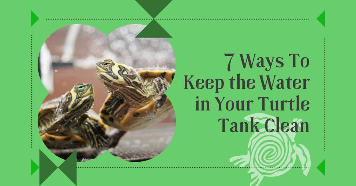 7 Ways To Keep the Water in Your Turtle Tank Clean