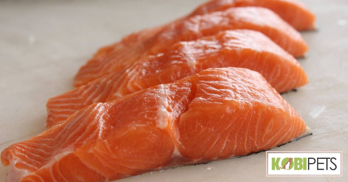 Salmon