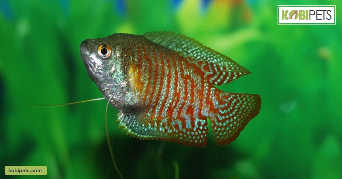 Gouramis
