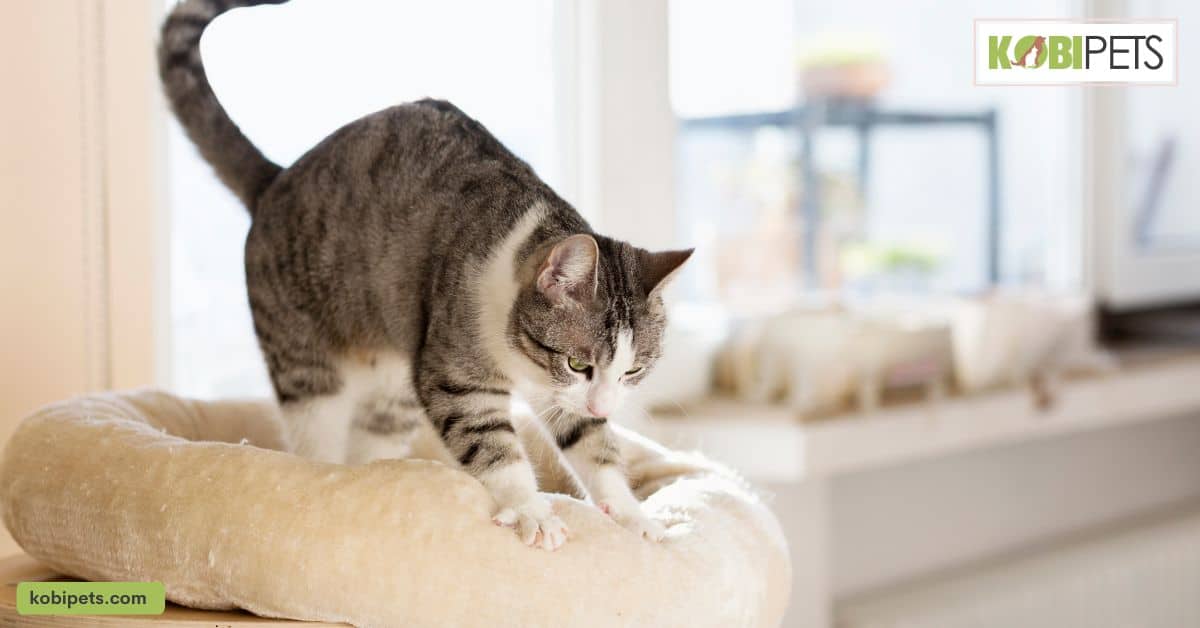 Kneading cat