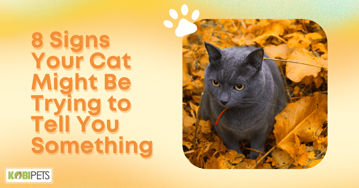 8 Signs Your Cat Might Be Trying to Tell You Something