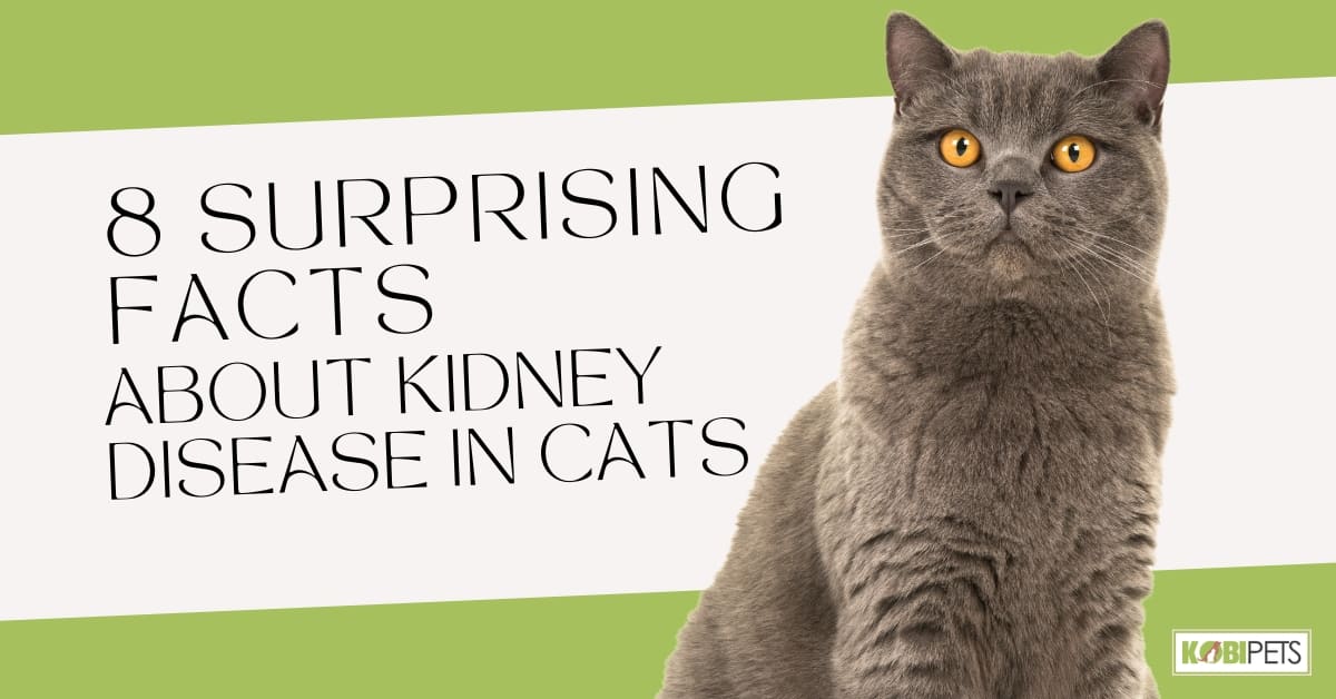 8 Surprising Facts About Kidney Disease in Cats