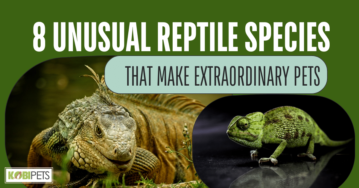 8 Unusual Reptile Species That Make Extraordinary Pets