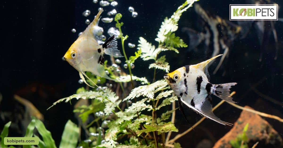Angelfish