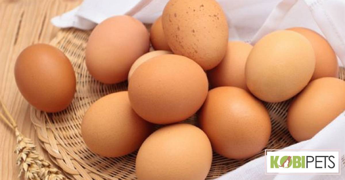 Eggs