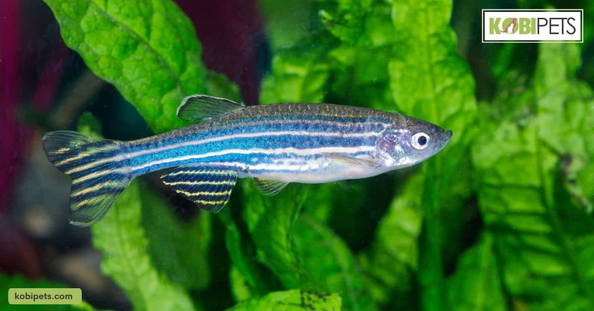 Zebra Danios 