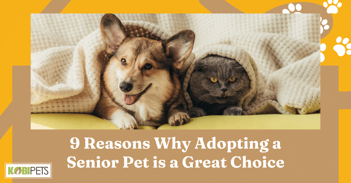 9 Reasons Why Adopting a Senior Pet is a Great Choice