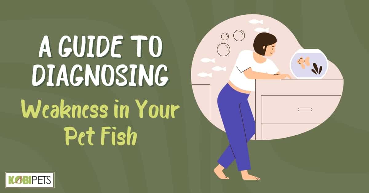 A Guide to Diagnosing Weakness in Your Pet Fish