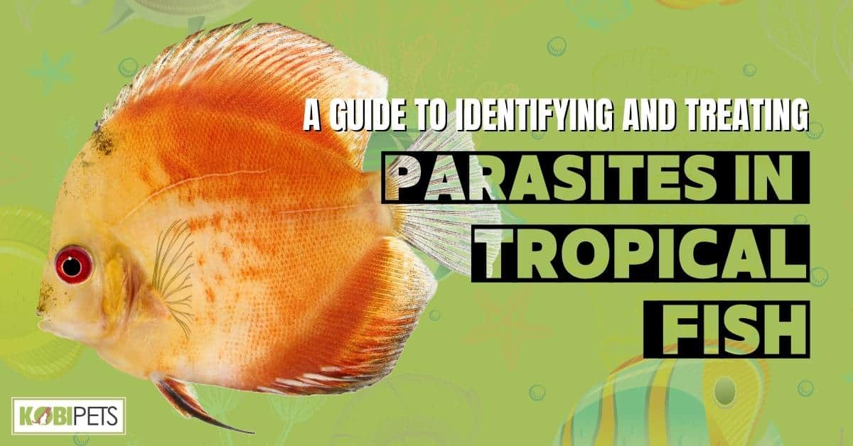 A Guide to Identifying and Treating Parasites in Tropical Fish