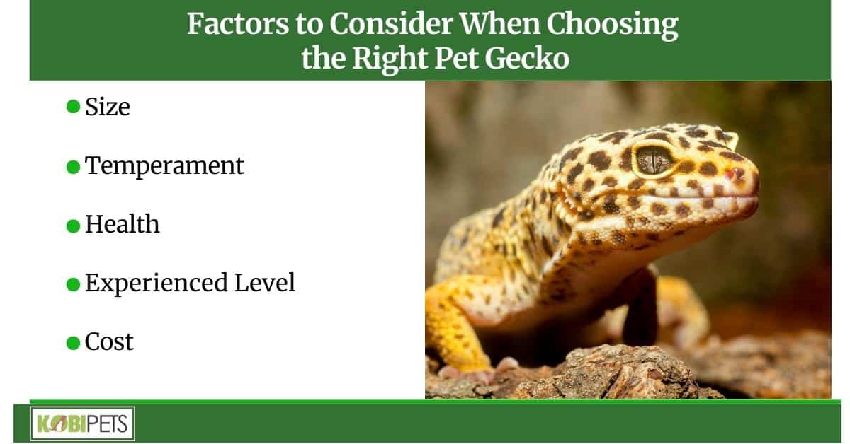 A Guide to Pet Geckos