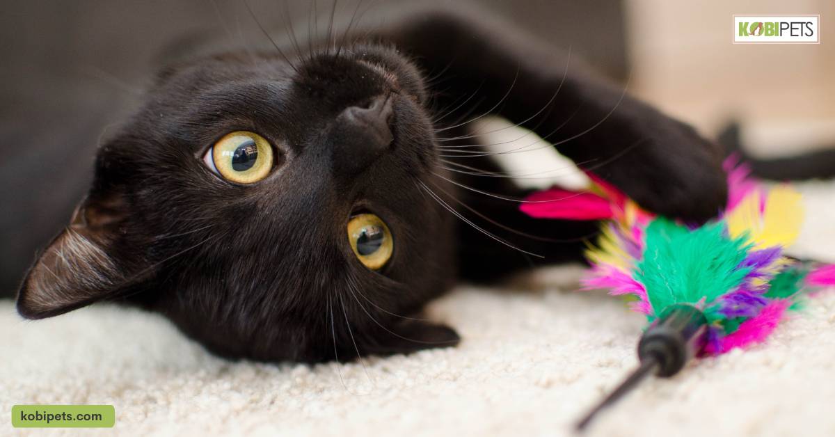 Additional Supplies Cost for Cats