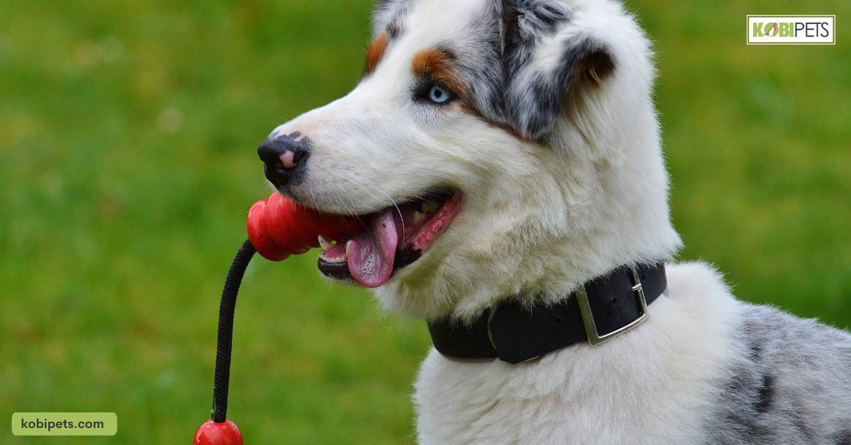 Additional Supplies Cost for Dogs