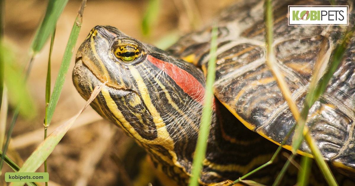 Adult Red-Eared Slider Turtle Feeding Schedule