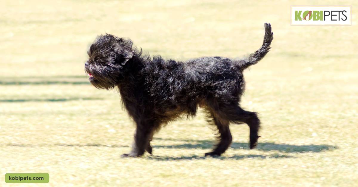 Affenpinscher
