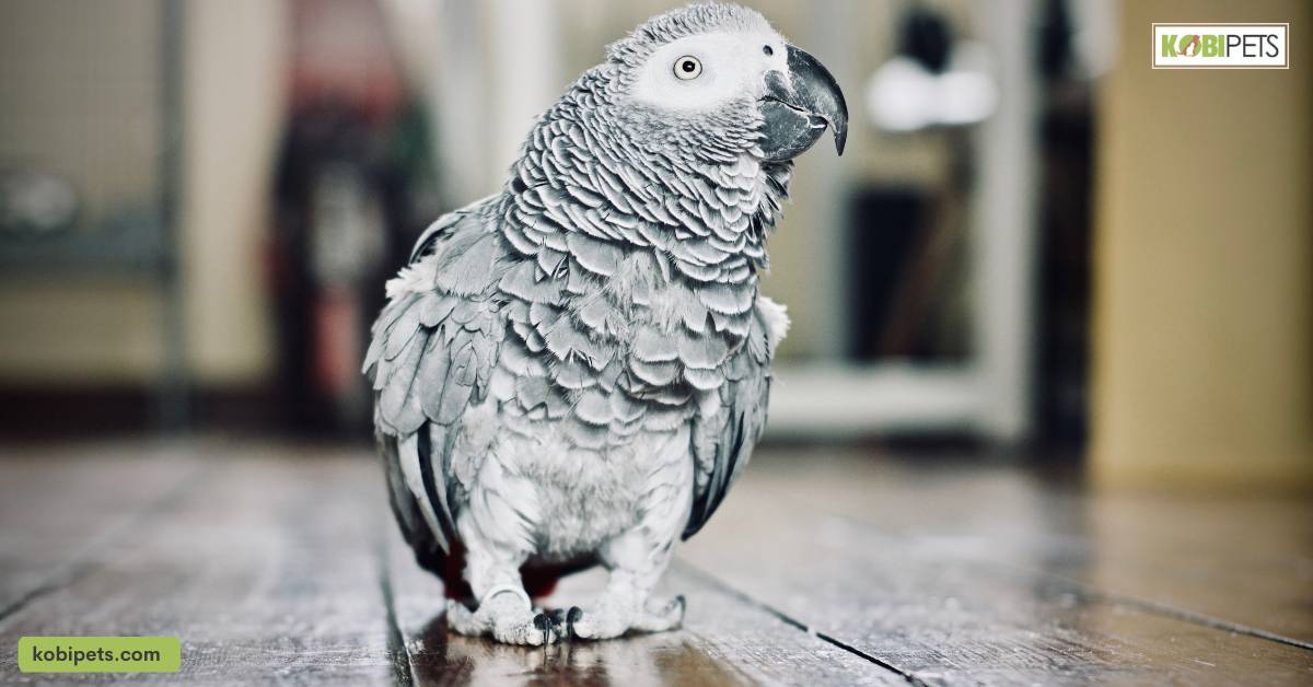 African Grey Parrot
