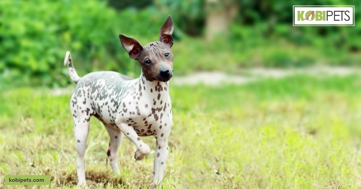 American Hairless Terrier
