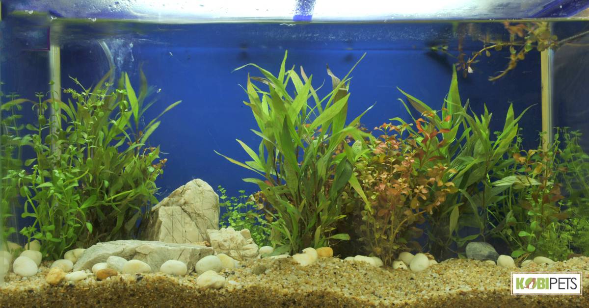 Aquarium Setup