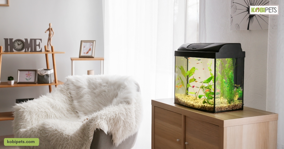 Checklist for Starting a Saltwater Aquarium at Home